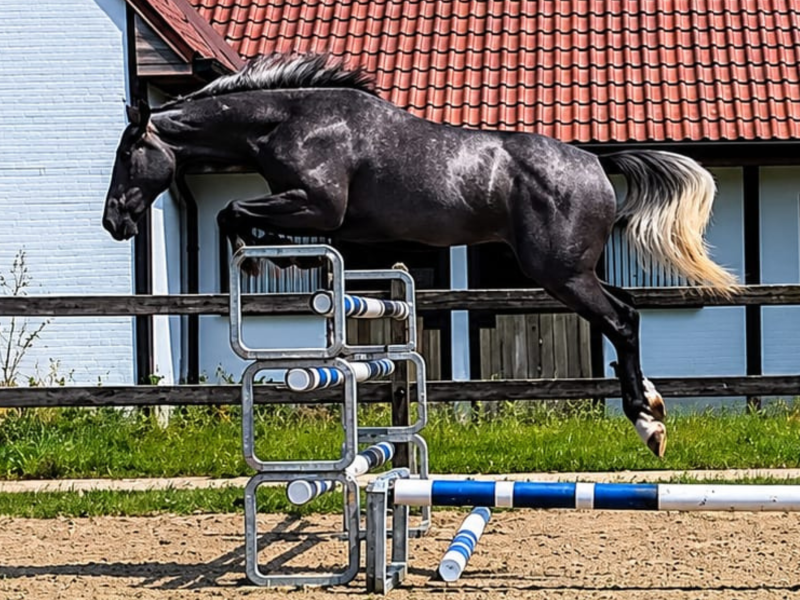 Joli hongre de 3 ans avec potentiel - Arco Van 't Hof Ter Lokeren