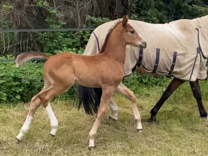 ‼️SOLD‼️ Beau poulain par J-Nius V.V. Z x Plot Blue x Cassini I - Donkie Shot Di MaSi