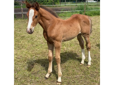 ‼️SOLD‼️ Beau poulain par J-Nius V.V. Z x Plot Blue x Cassini I - Donkie Shot Di MaSi