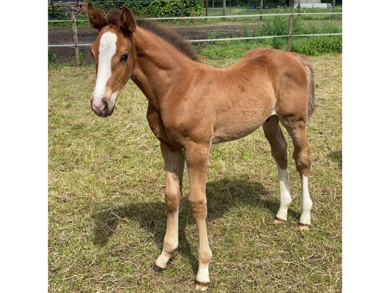 ‼️SOLD‼️ Beau poulain par J-Nius V.V. Z x Plot Blue x Cassini I - Donkie Shot Di MaSi