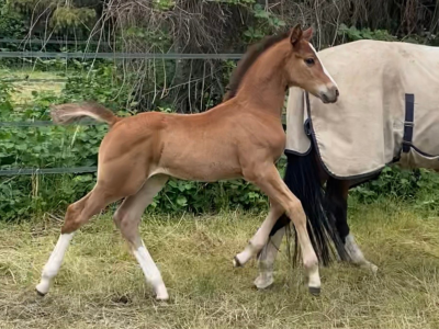 ‼️SOLD‼️ Beau poulain par J-Nius V.V. Z x Plot Blue x Cassini I - Donkie Shot Di MaSi