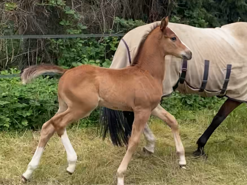 ‼️SOLD‼️ Beau poulain par J-Nius V.V. Z x Plot Blue x Cassini I - Donkie Shot Di MaSi