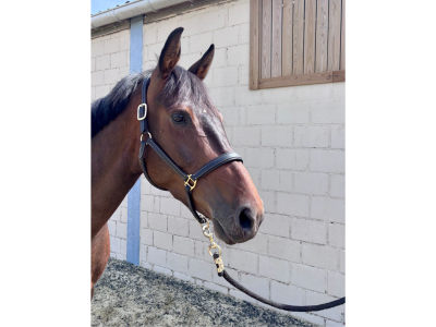 ‼️SOLD‼️ Très gentille jument de 5 ans - Inspector