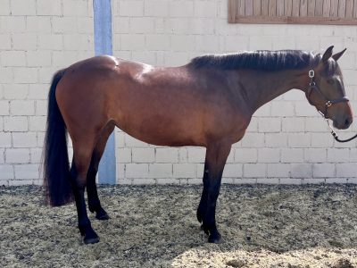 ‼️SOLD‼️ Très gentille jument de 5 ans - Inspector