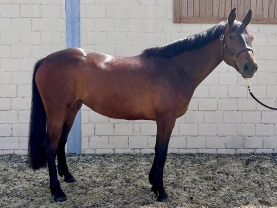 ‼️SOLD‼️ Très gentille jument de 5 ans - Inspector