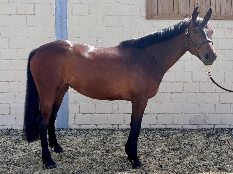 ‼️SOLD‼️ Très gentille jument de 5 ans - Inspector