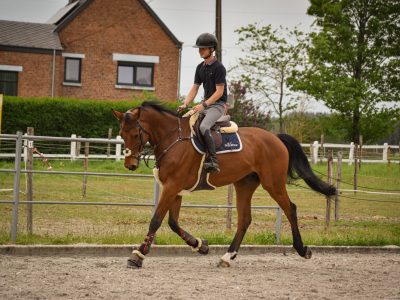Hongre de 6 ans avec des moyens - Krapuul De La Pistole