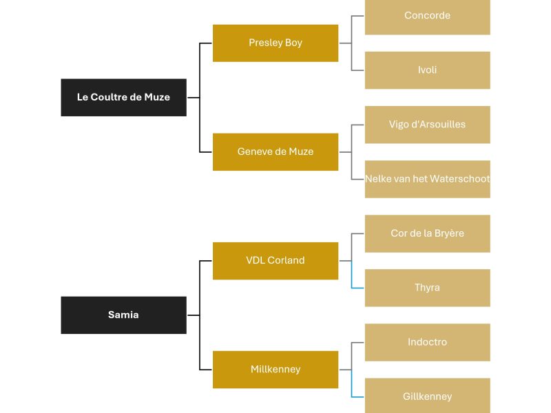 Jument de concours avec du sang - Quickly