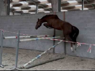 Jument de 5 ans avec potentiel - Verona D'Or Van De Mispelaere