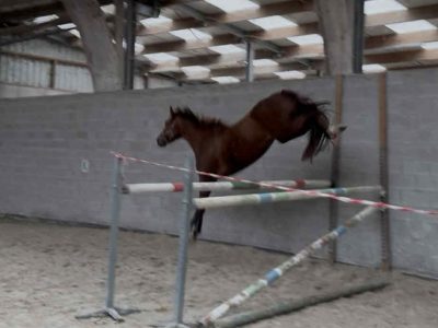 Jument de 5 ans avec potentiel - Verona D'Or Van De Mispelaere