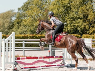 Jument de 5 ans avec potentiel - Verona D'Or Van De Mispelaere