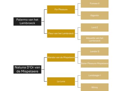 Jument de 5 ans avec potentiel - Verona D'Or Van De Mispelaere