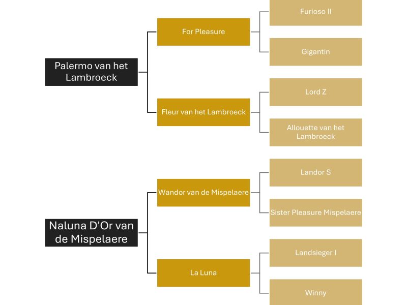 Jument de 5 ans avec potentiel - Verona D'Or Van De Mispelaere