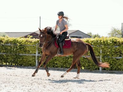 Jument de 5 ans avec potentiel - Verona D'Or Van De Mispelaere