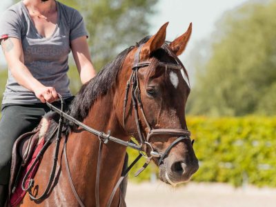 Jument de 5 ans avec potentiel - Verona D'Or Van De Mispelaere