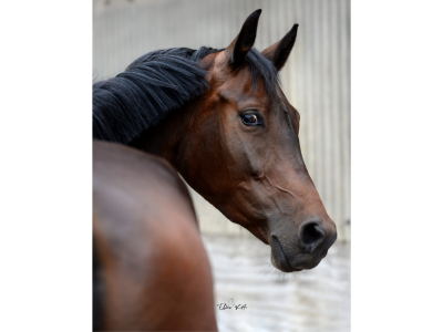 Jolie jument chic de 5 ans - Vienna Van Het Dravershof
