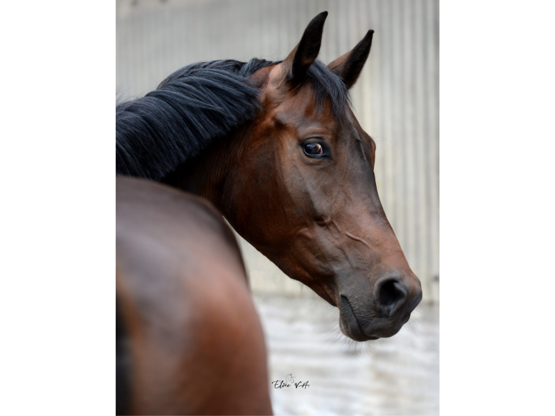 Jolie jument chic de 5 ans - Vienna Van Het Dravershof