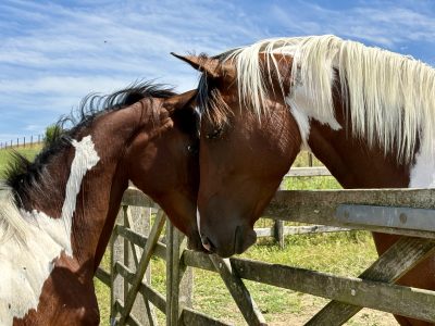 Poulinière pie, Emerald pleine de Pegase van ’t Ruytershof - Eléonor Z