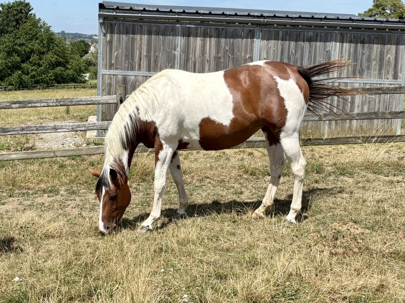 Poulinière pie, Emerald pleine de Pegase van ’t Ruytershof - Eléonor Z