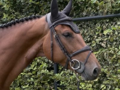 Magnifique jument de 5 ans - Utah V.h. Exelhof Z