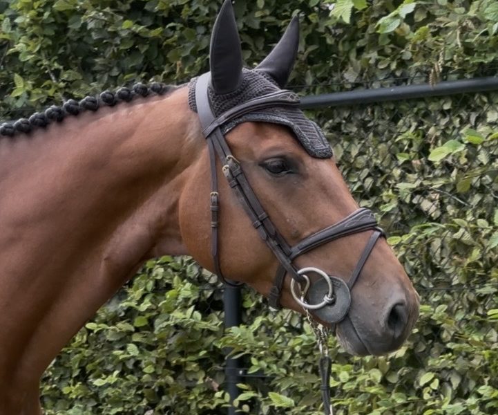 Magnifique jument de 5 ans - Utah V.h. Exelhof Z