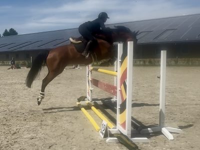 Magnifique jument de 5 ans - Utah V.h. Exelhof Z