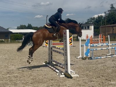 Magnifique jument de 5 ans - Utah V.h. Exelhof Z