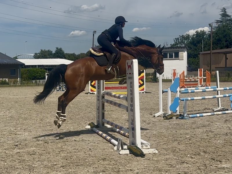 Magnifique jument de 5 ans - Utah V.h. Exelhof Z