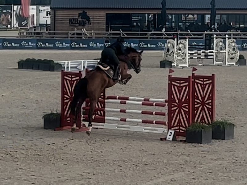 Magnifique jument de 5 ans - Utah V.h. Exelhof Z