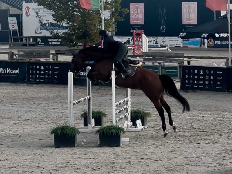 Magnifique jument de 5 ans - Utah V.h. Exelhof Z