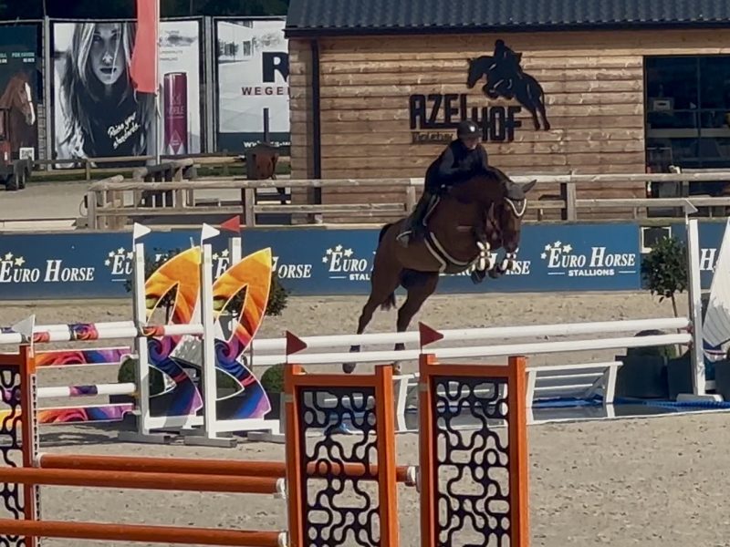 Magnifique jument de 5 ans - Utah V.h. Exelhof Z
