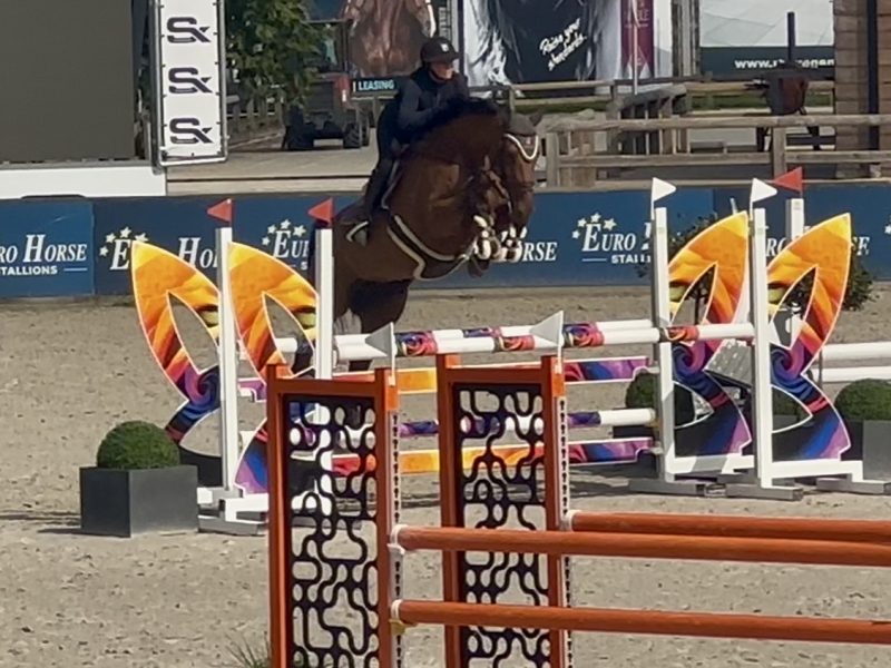 Magnifique jument de 5 ans - Utah V.h. Exelhof Z
