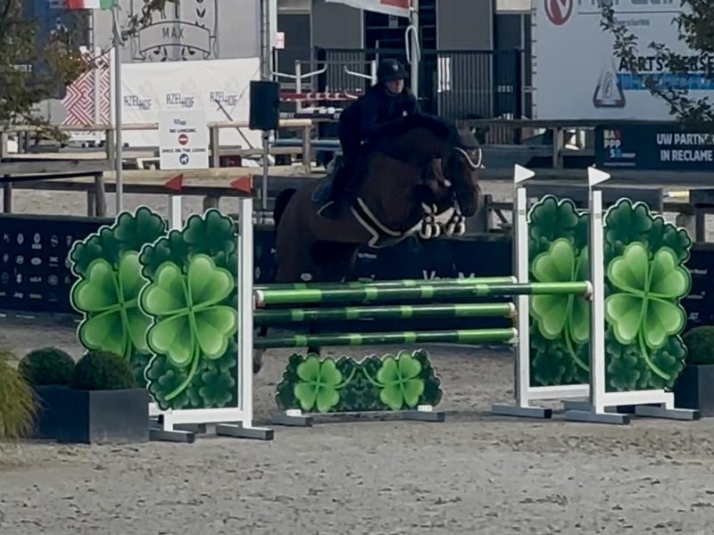 Magnifique jument de 5 ans - Utah V.h. Exelhof Z