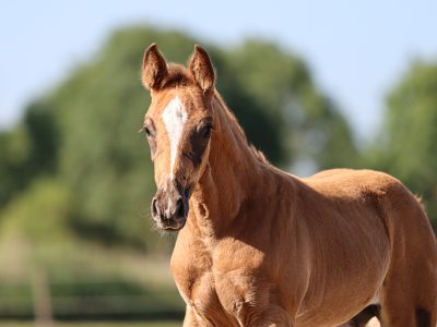 Magnifique pouliche (2026) par Codex One x Liamant W x Diabeau van de Heffinck - Calypso KJ Z