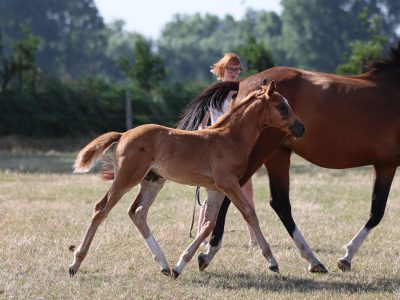 Magnifique pouliche (2026) par Codex One x Liamant W x Diabeau van de Heffinck - Calypso KJ Z