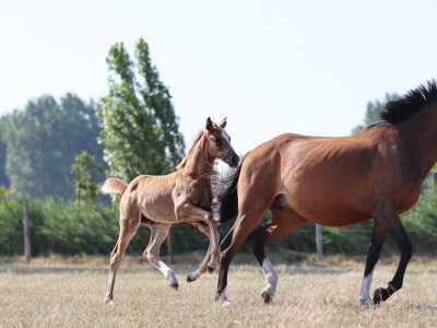 Magnifique pouliche (2026) par Codex One x Liamant W x Diabeau van de Heffinck - Calypso KJ Z