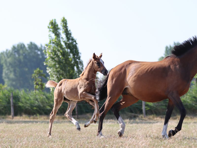 Magnifique pouliche (2026) par Codex One x Liamant W x Diabeau van de Heffinck - Calypso KJ Z