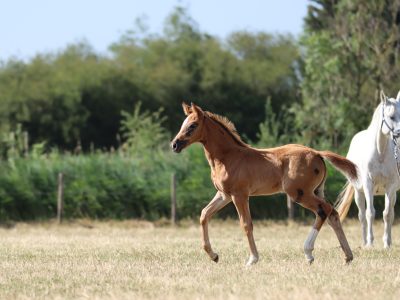 Magnifique pouliche (2026) par Codex One x Liamant W x Diabeau van de Heffinck - Calypso KJ Z
