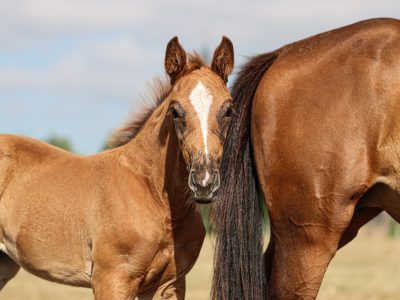 Magnifique pouliche (2026) par Codex One x Liamant W x Diabeau van de Heffinck - Calypso KJ Z