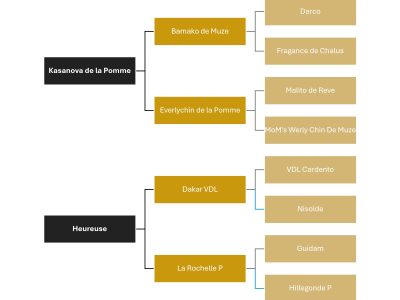Jument de 6 ans talentueuse et extrêmement compétitive - Paris-Dam