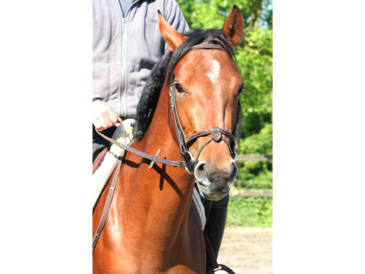 A vendre: Petite jument / Poney E de 4 ans (Sambuca van 't Meulenhof x Toulon) - Quiriana du Stiquot