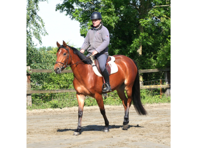 A vendre: Petite jument / Poney E de 4 ans (Sambuca van 't Meulenhof x Toulon) - Quiriana du Stiquot