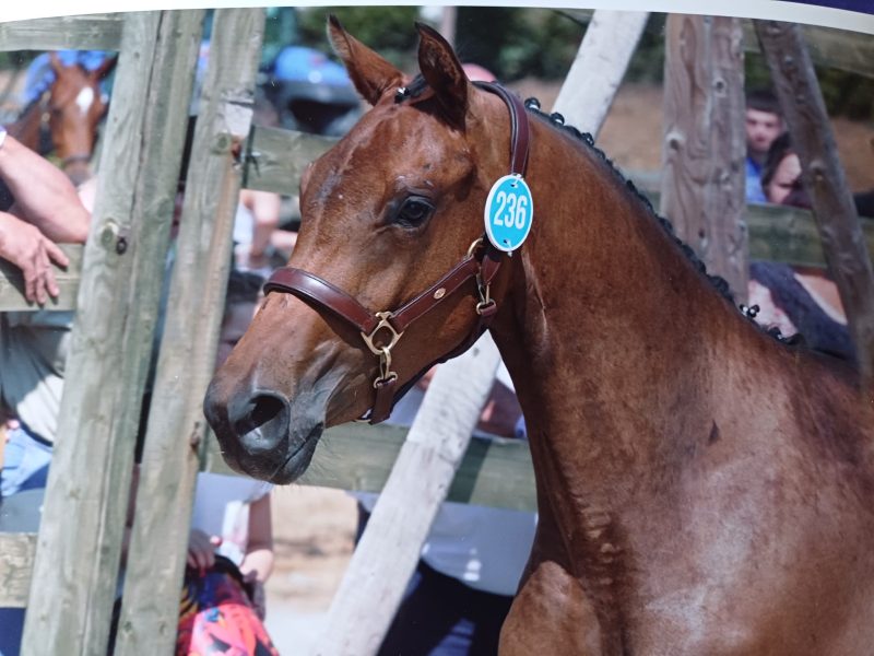 Belle pouliche de 2 ans - Scendra DF