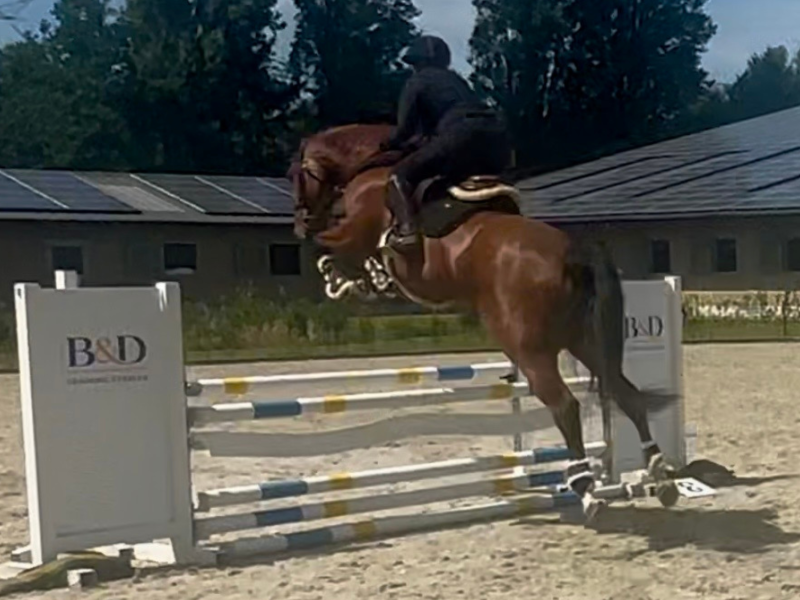 Magnifique jument de 5 ans - Utah V.h. Exelhof Z