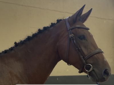 Gentille jument de 3 ans, jumping - Une Diva Du Sartiau Z