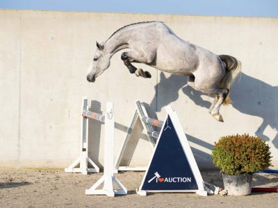 ‼️SOLD‼️ Jument de 5 ans (Kasanova de la Pomme x Cicero Z) - Kascha de Laubry Z