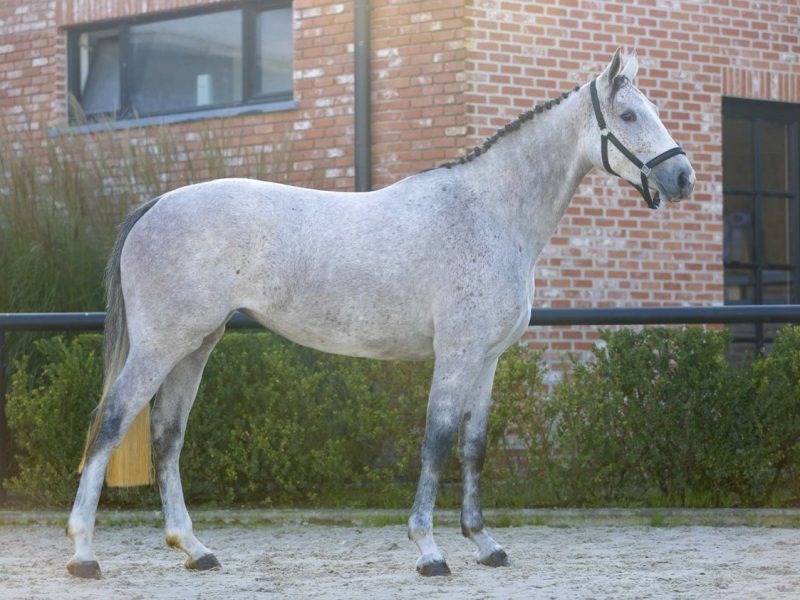 ‼️SOLD‼️ Jument de 5 ans (Kasanova de la Pomme x Cicero Z) - Kascha de Laubry Z