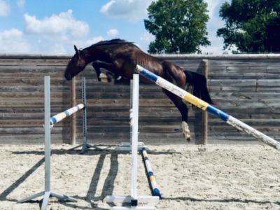 Poulain mâle de 2 ans - Jay-z Chin With Love D&F