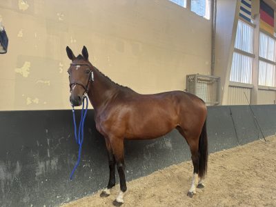 Gentille jument de 3 ans, jumping - Une Diva Du Sartiau Z