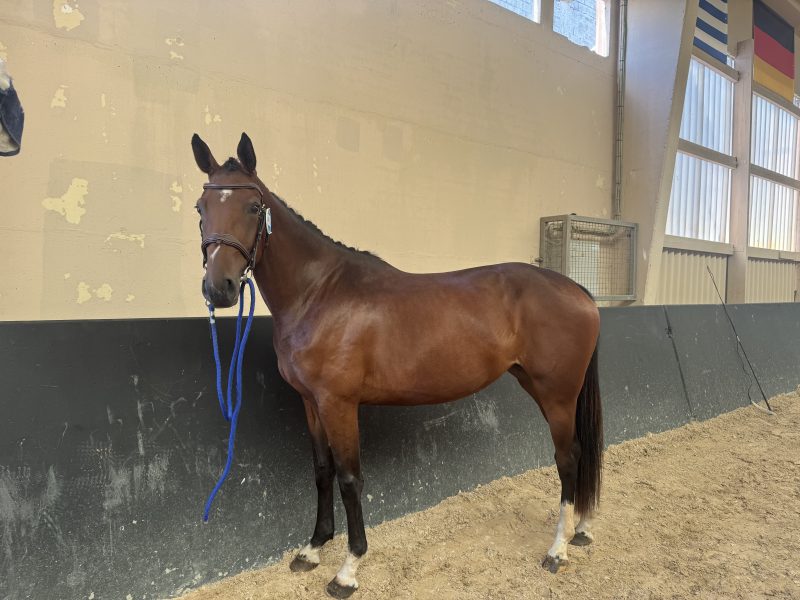 Gentille jument de 3 ans, jumping - Une Diva Du Sartiau Z